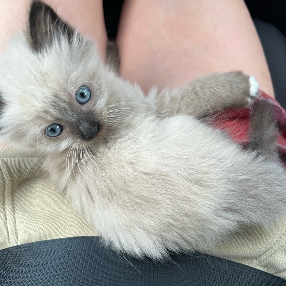 Meet your Posher, Amanda - Picture 1 of 1